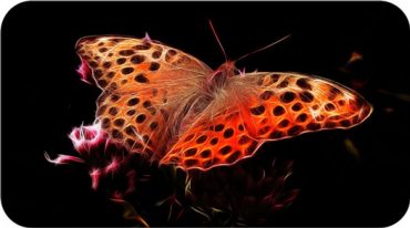 Butterfly Symbolism in Tarot by Avia from Tarot Teachings